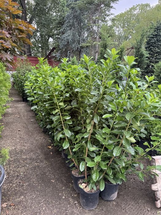 Leylandii pin meatecan tei platan