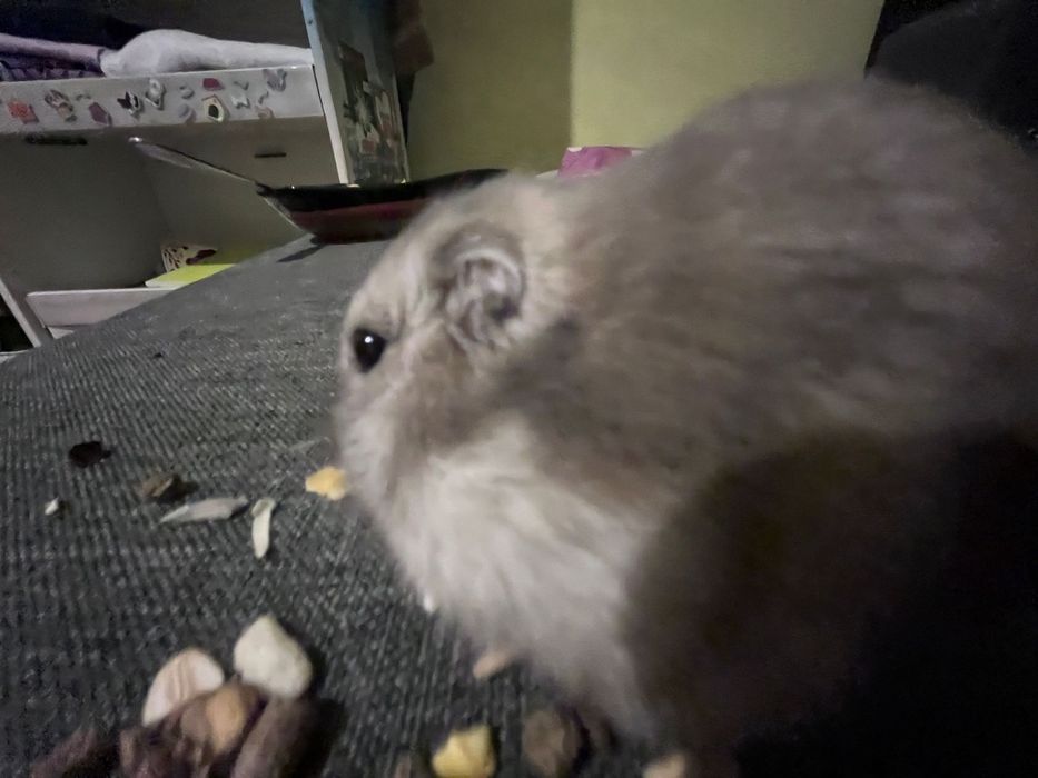 Hamsteri la 12 lei bucata