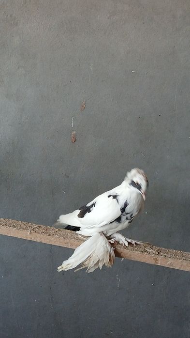 Porumbei de ornament
