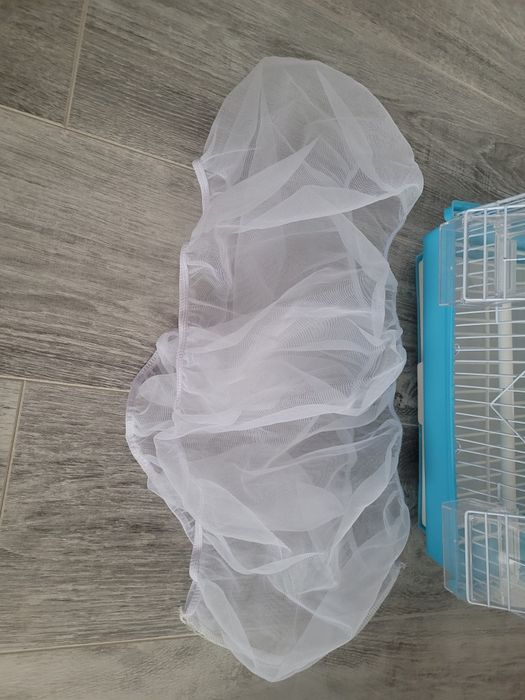 Colivie papagal albastra