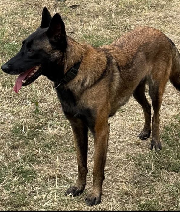 Белгииска овчарка Малиноа