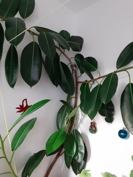 Ficus peste 2m,cu doua ramificații mari