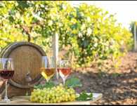 Struguri de vin..