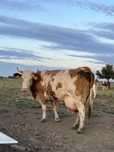 Vaca de vanzare