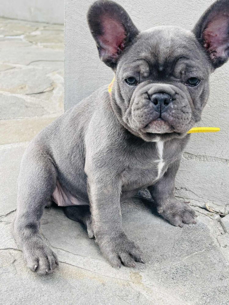 Bulldog francez blue femelă
