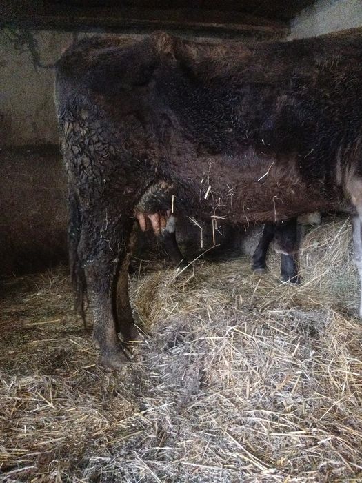 Vând vaca de 4 ani  gestanta în 2 luni jumate