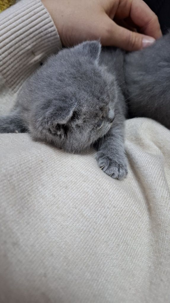 Продаются котята
