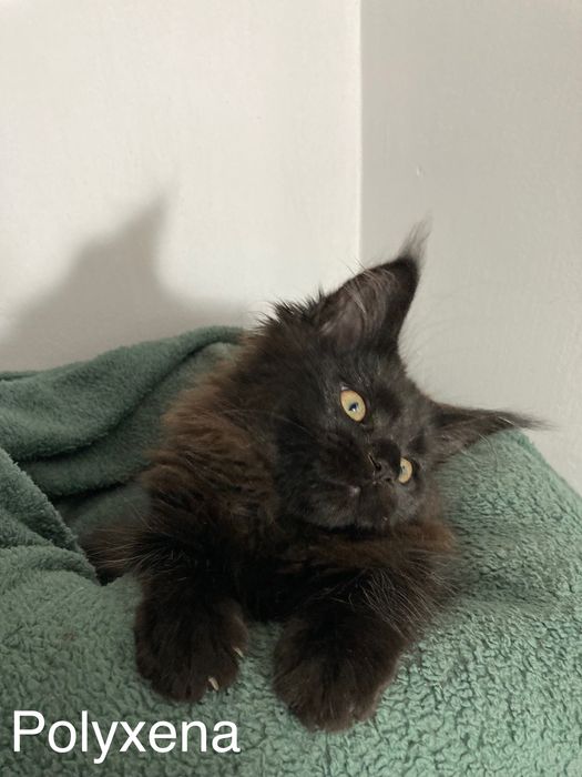 Мейн-куун котенца