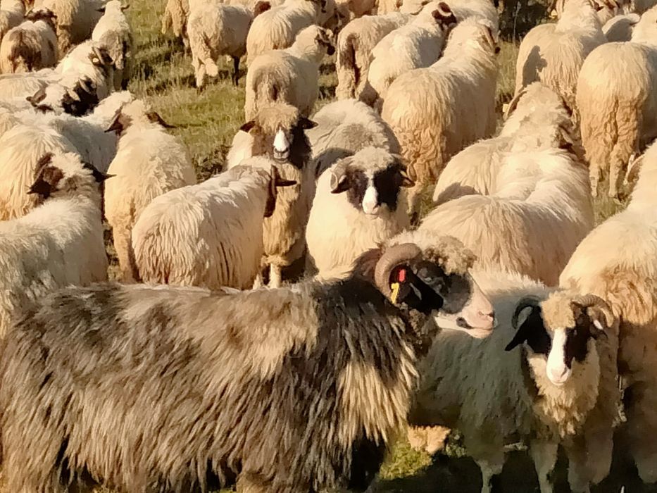 Oi breze , oacheșe și bale