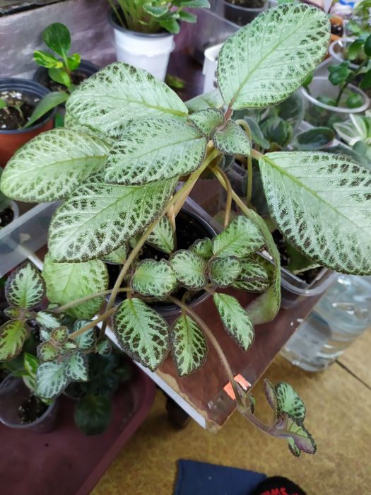 Эписция, Каланхоэ молочай мелкоцветковый цветущие растения