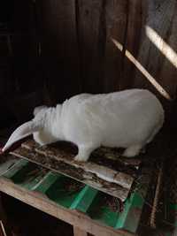 Продам кроликов белый великан