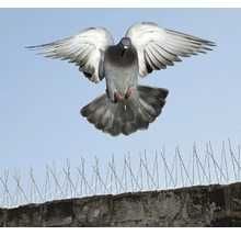 Sisteme ţepi anti păsări, anti porumbei, protecţie anti păsări, ţepuşe