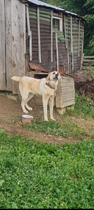 Caine de asia centrala