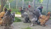 Brahma Albastru 3+1 sau 2+1
