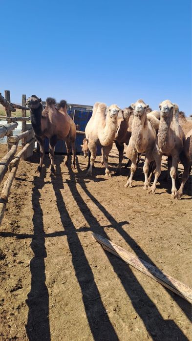 Түйе еті сатылады.