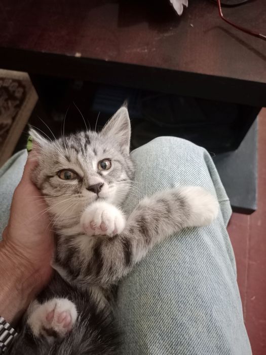 Котята Ангорка 3месяца
