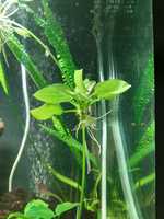Эхинодорус аквариуме растения