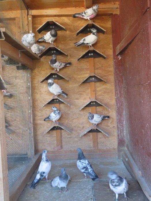 Porumbei Berzați de Budapesta