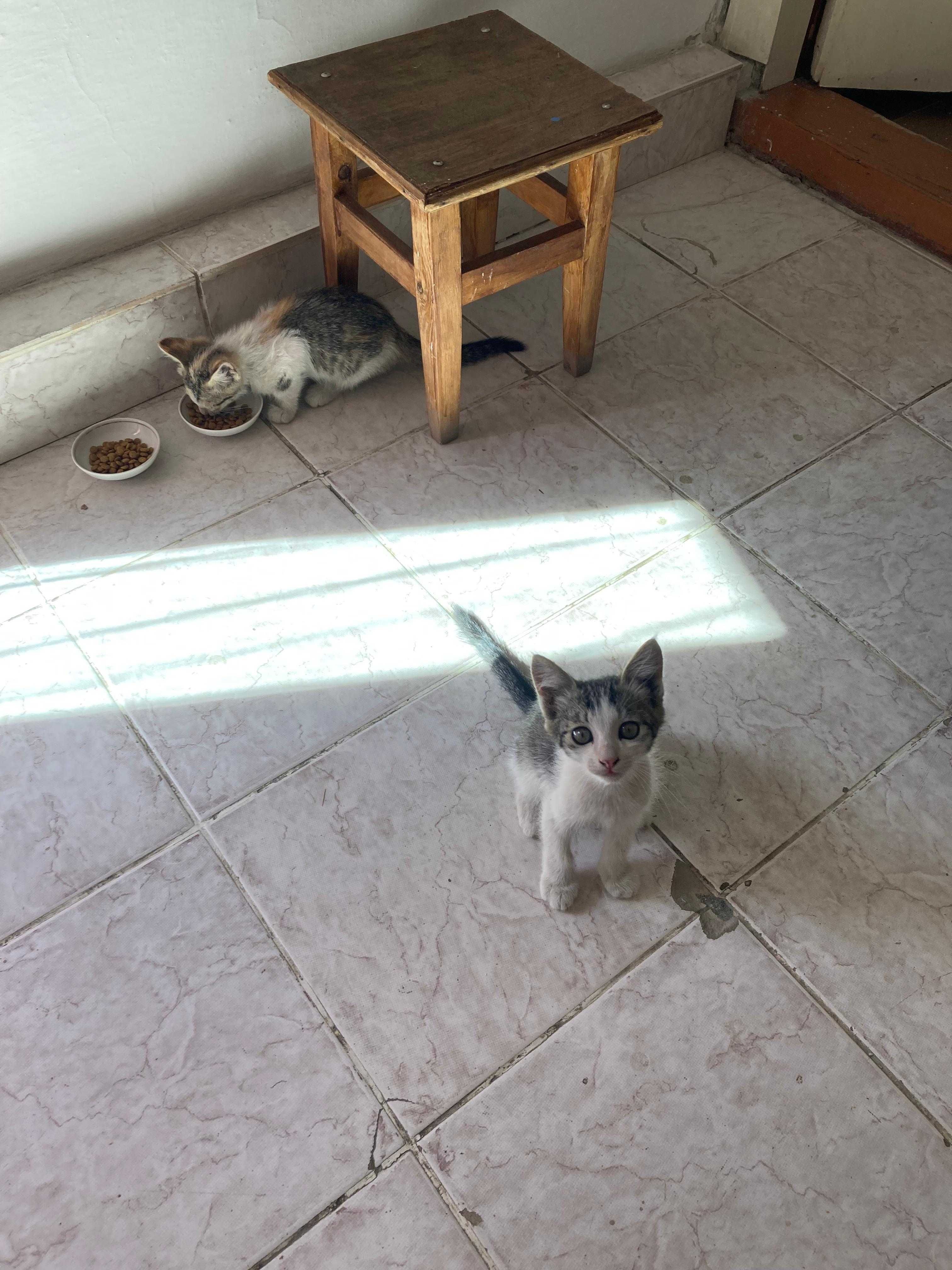 Котята домашние аккуратные