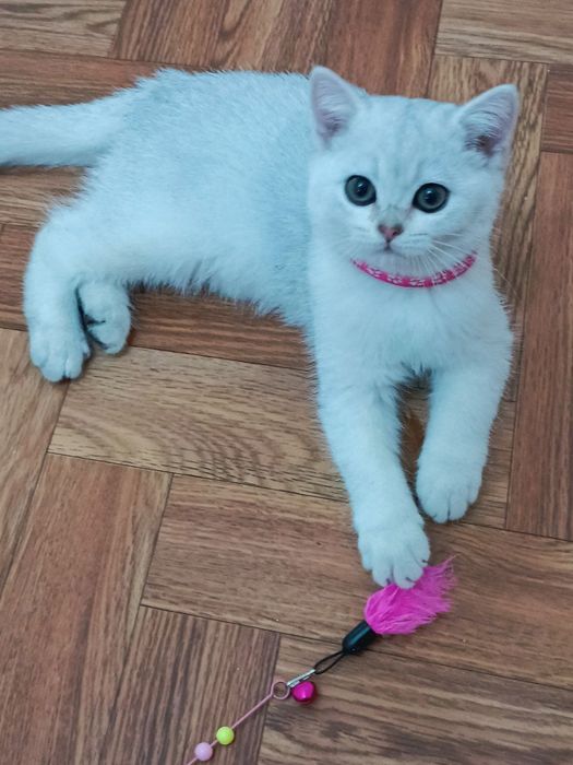 Серебристая шиншилла.
