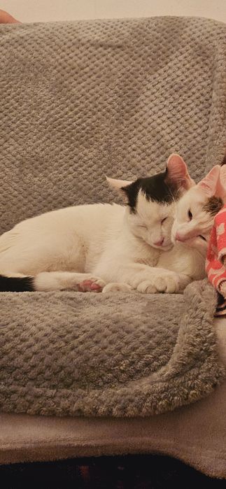 Pisică spre adopție