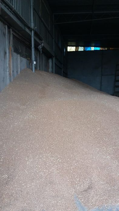 Пшеница/Зерно 2025