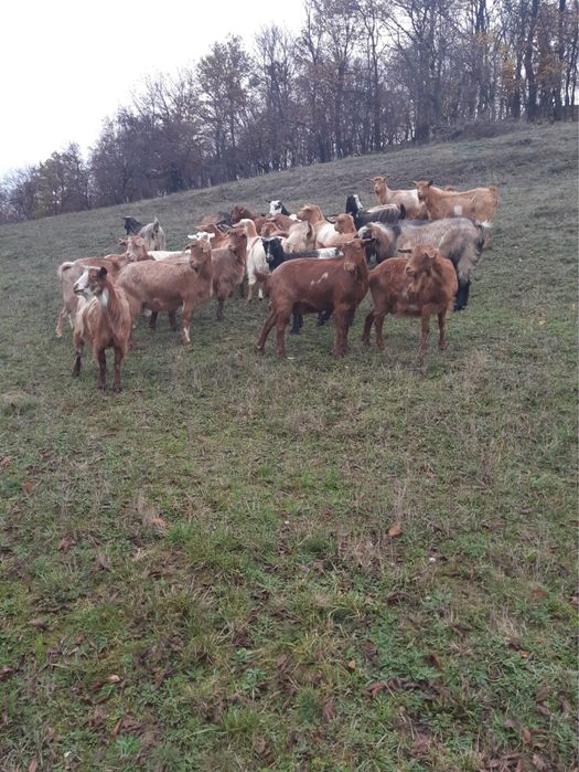 Vand 25 capre si țap