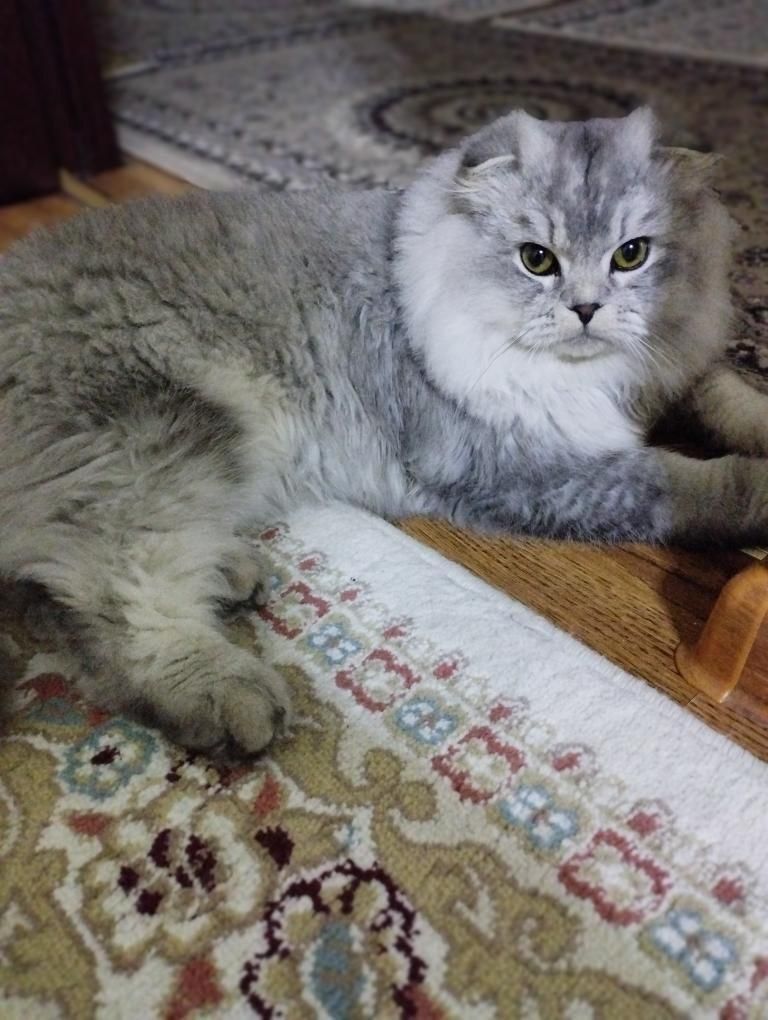 Серебристый шиншила