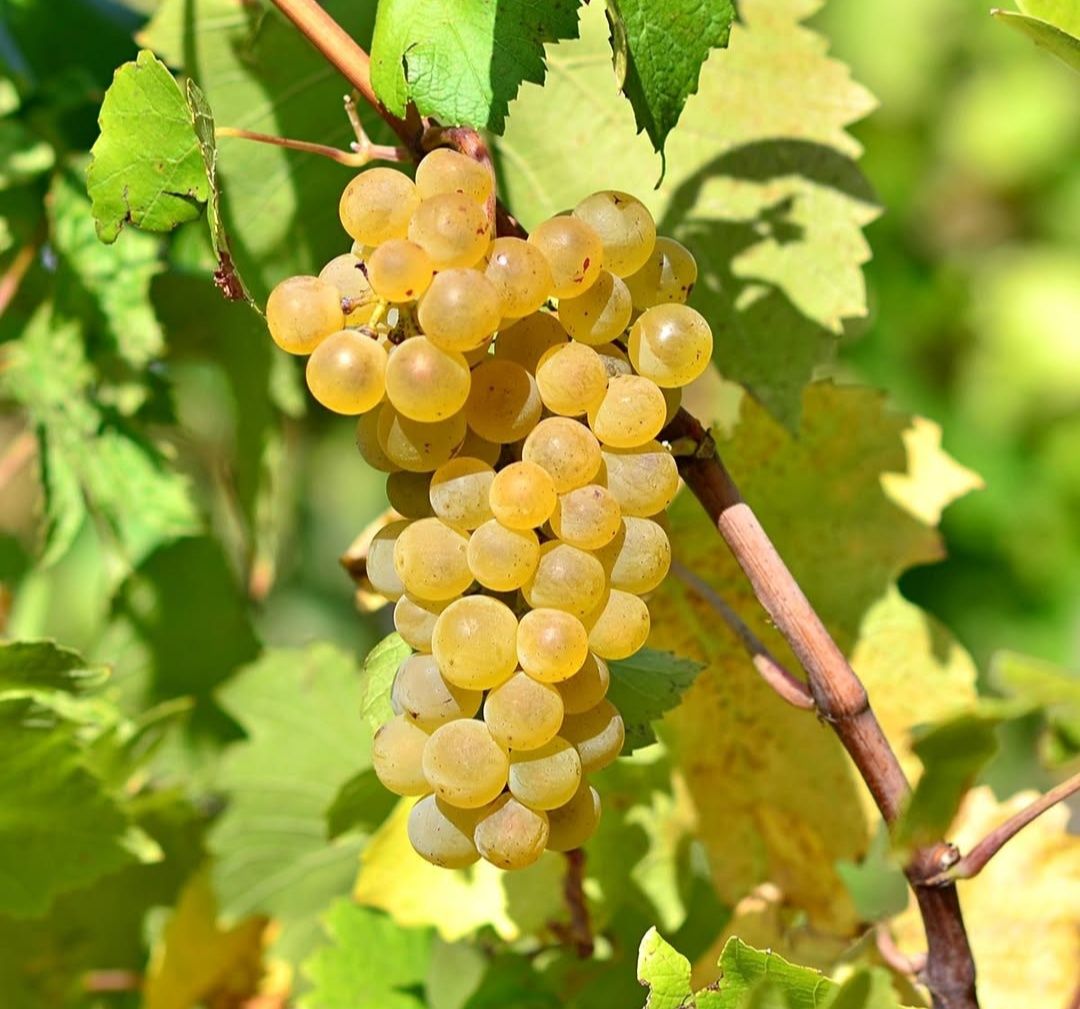 Strugurii de vin soiurii nobile și diversificate