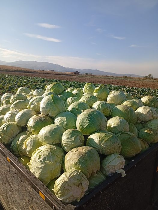 Varza pentru murat si consum