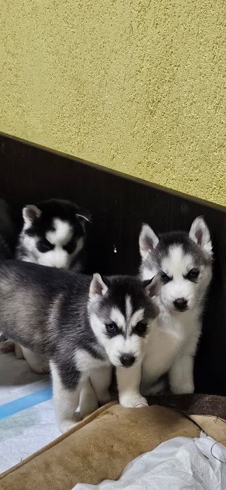 Pui câine , catel  husky