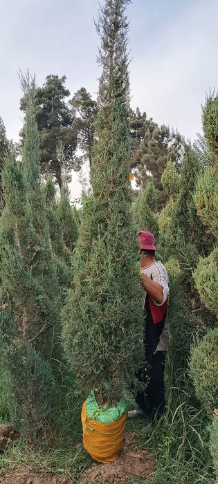 6 йиллик Можавелник арча кўчатлари