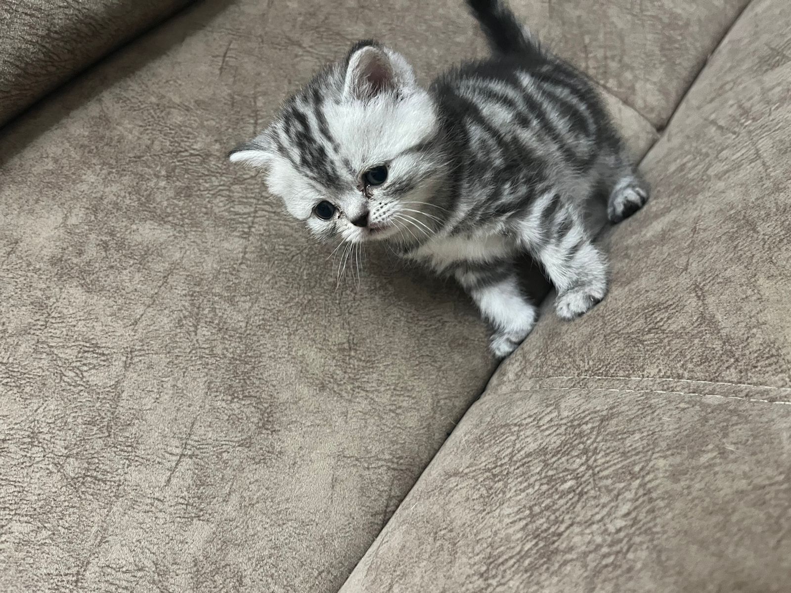 Шотландские прямоухие котята