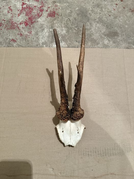 Продавам трофей от срънзак