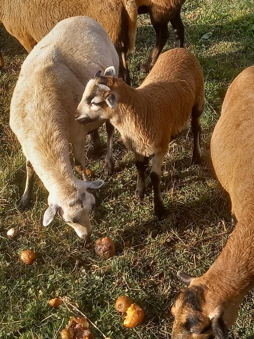 Miel de Cameruni de vanzare
