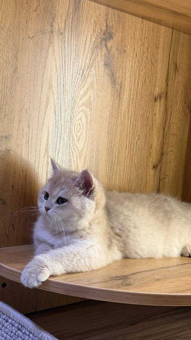 Серебристая шиншилла, пушистая, приучена к дому — идеальный питомец.