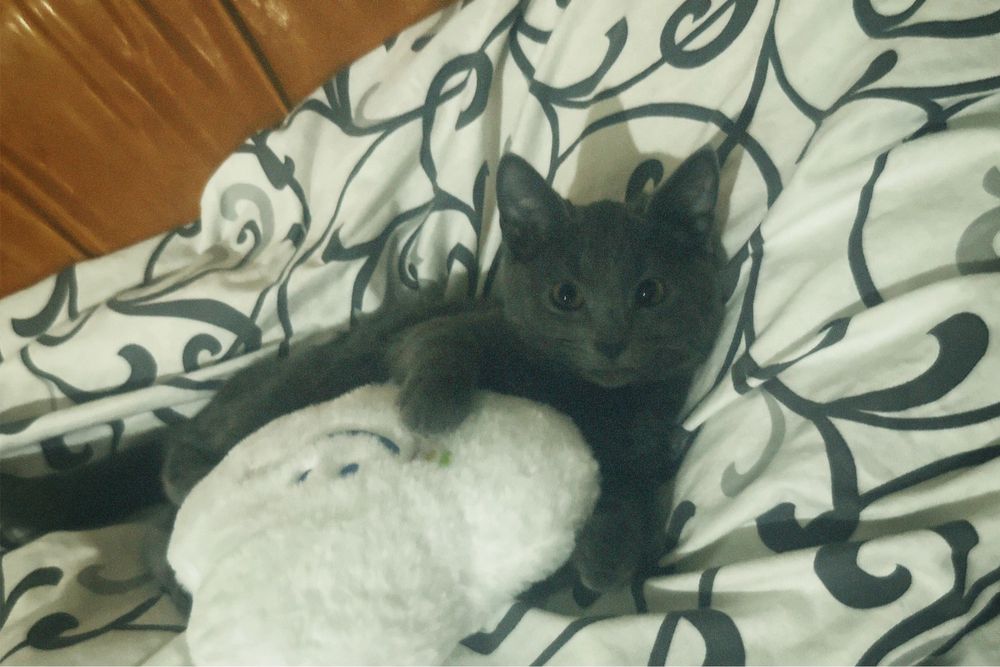 Кошка бесплатно даю в хорошие руки