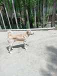 Kangal 1.5 yashar