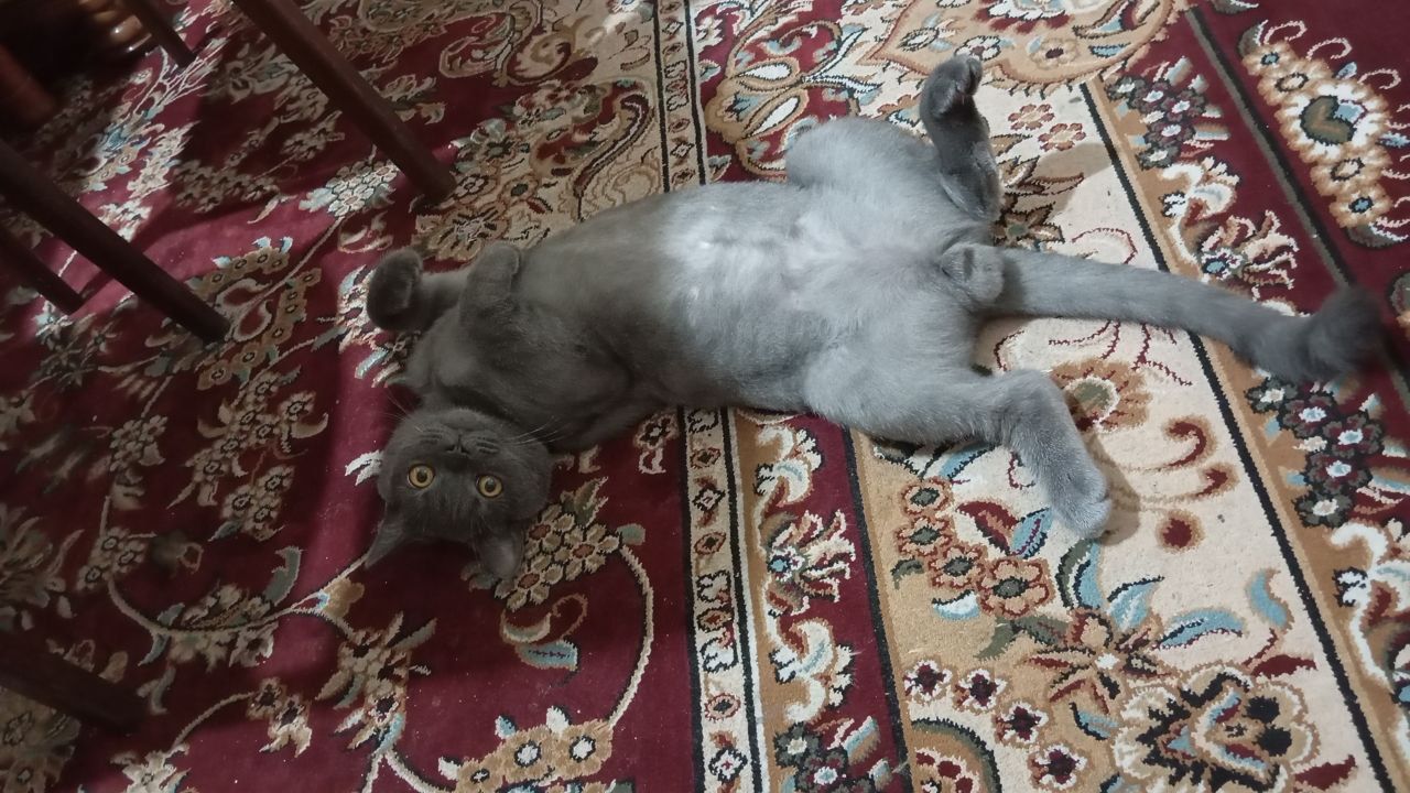 Молодой кот ищет себе жену