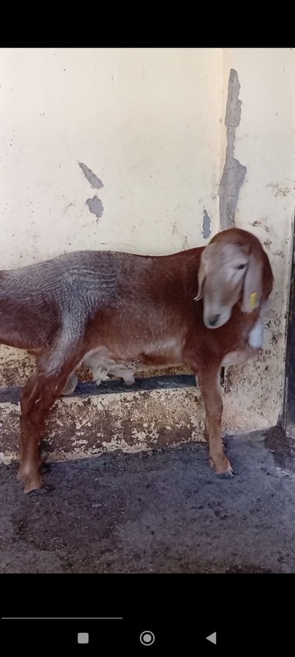 Uyda boqilgan qoy