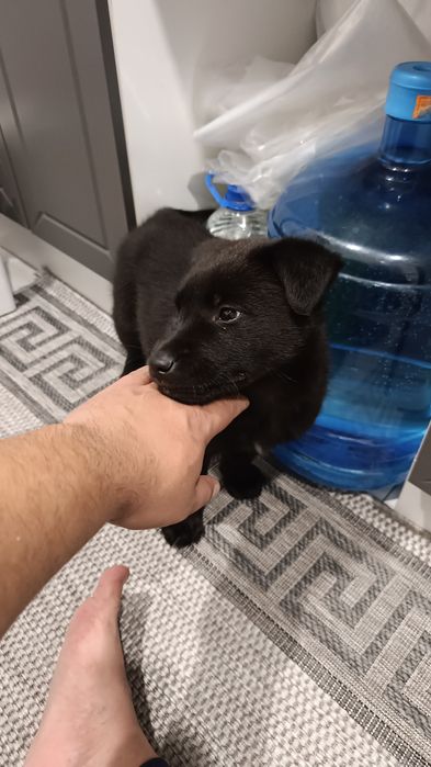 Щенок возраст 2 мес