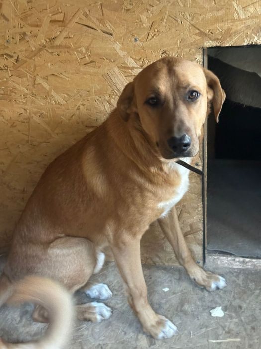 Потерялись две собаки