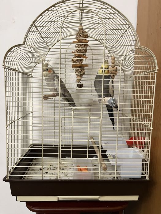 Продам клетку с попугаеми