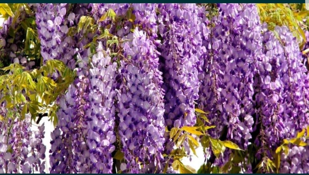 Glicina planta liana si parfumata