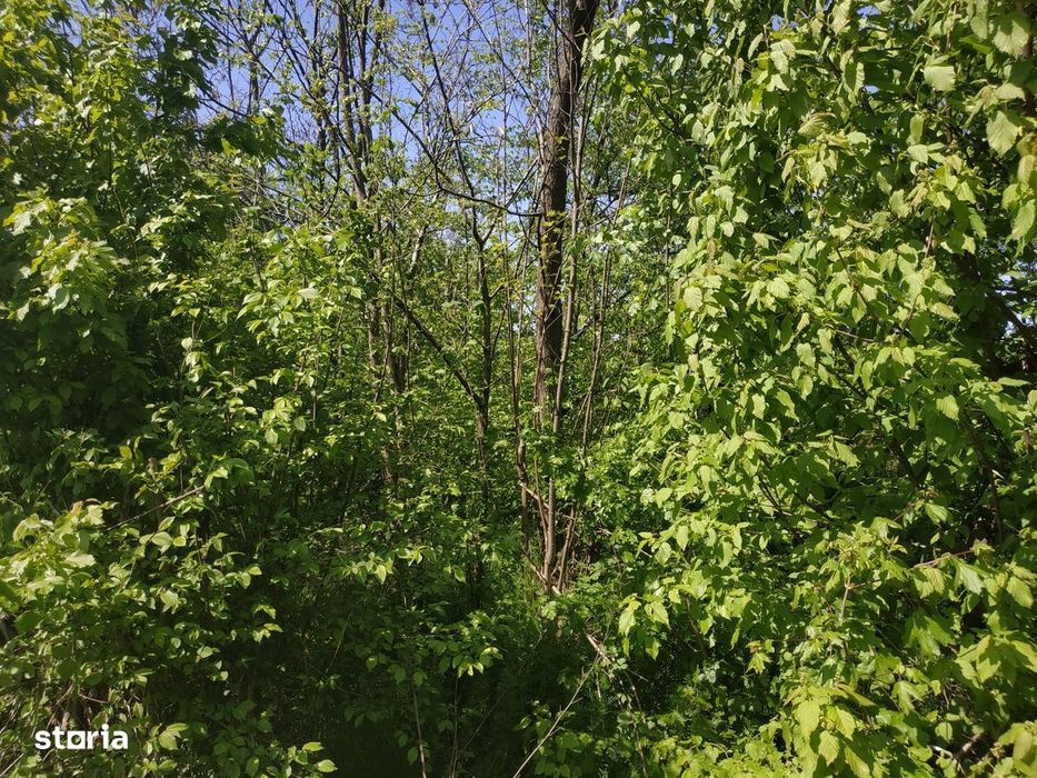 Teren 2000 MP la PADURE / Cornetu - Buda / Zona Superba