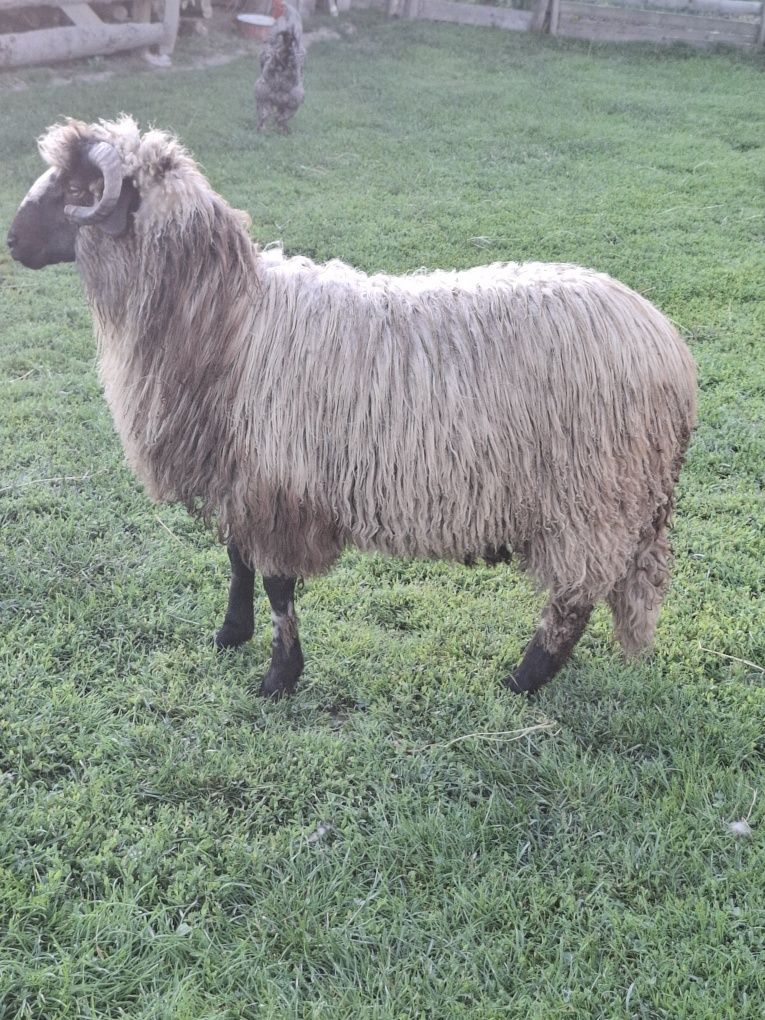 Berbecuți disponibili