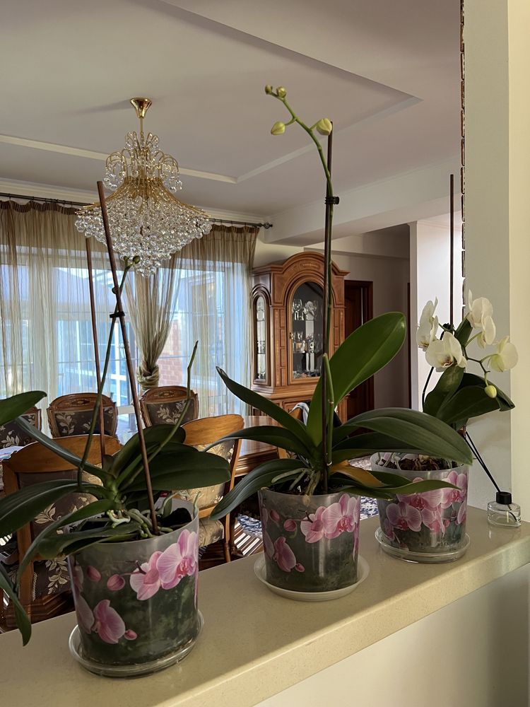 Орхидея продам