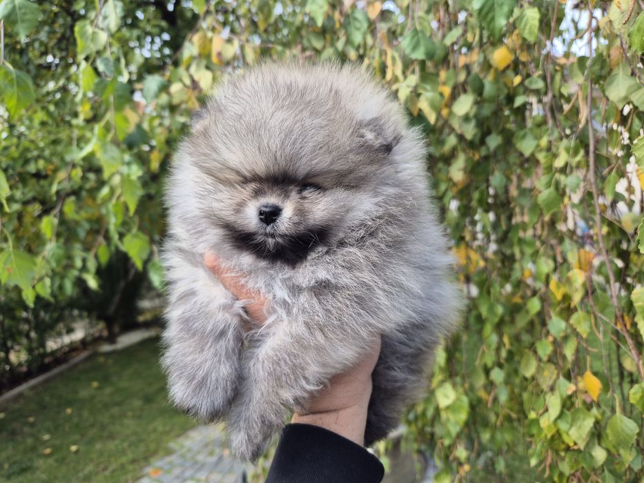 Женско бяло и сейбъл момче