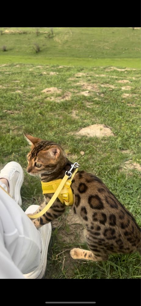 Bengalski mushu