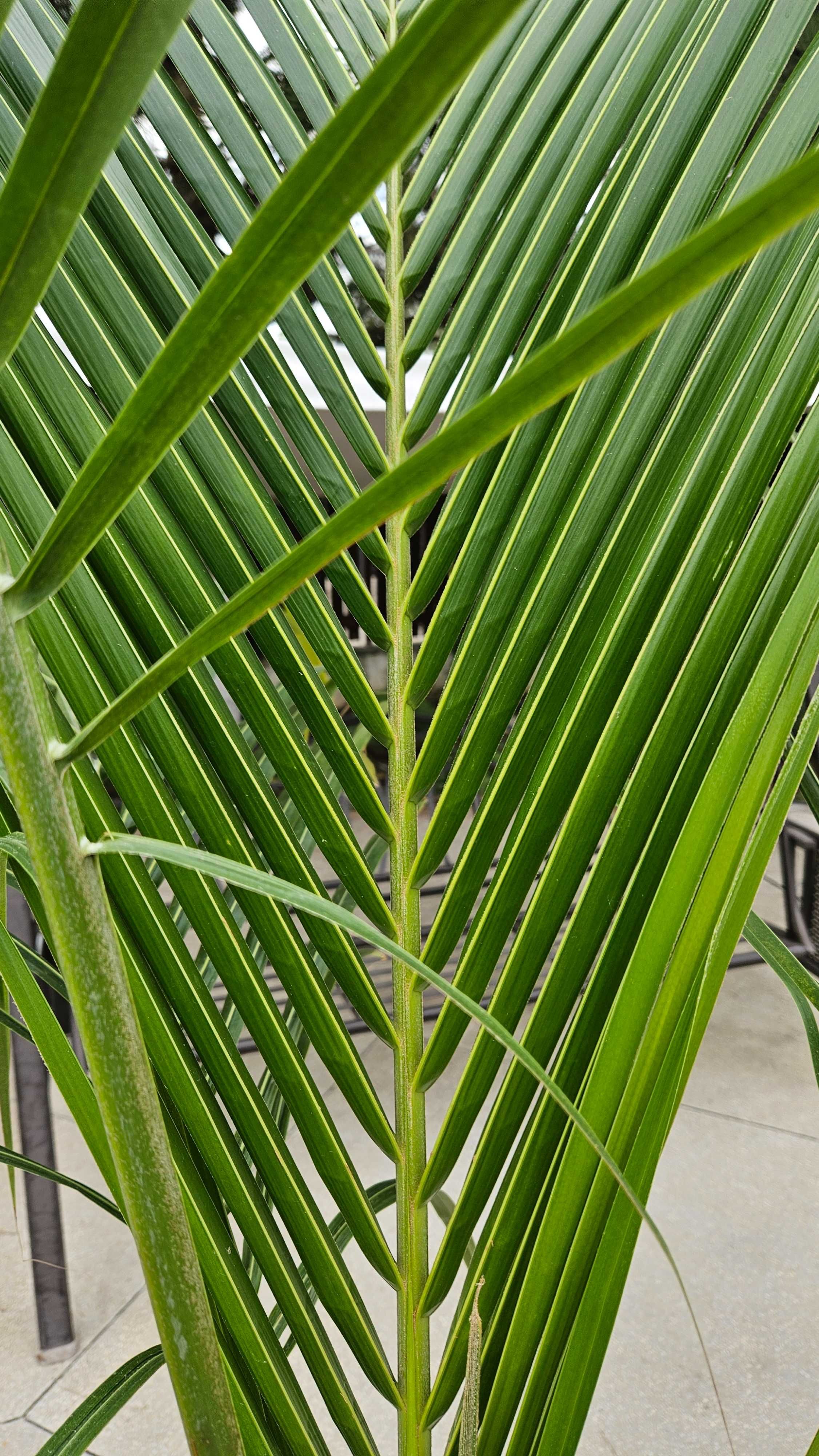 Palmier cocotier 2.5-3m Cocos nucifera (nuca cocos)